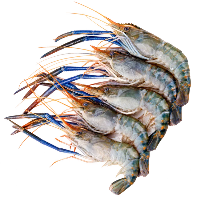 Scampi Prawns