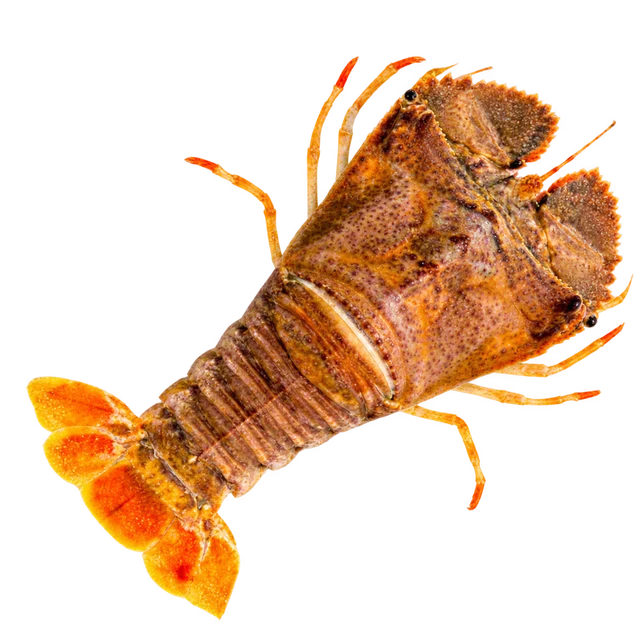 Slipper Lobster